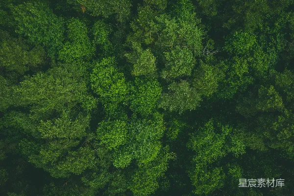 高清摄影 森林俯瞰：绿色的海洋