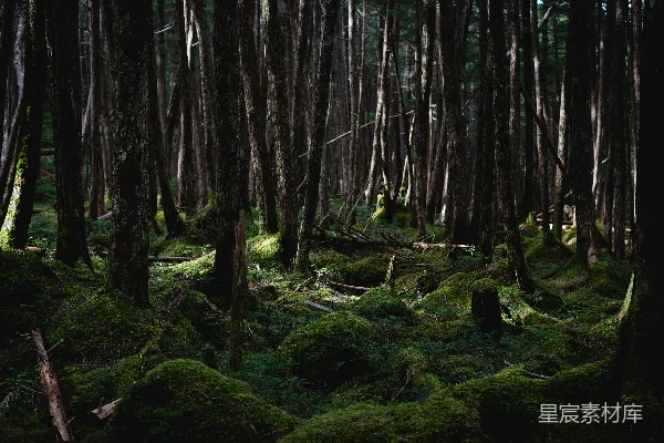 高清摄影 幽暗森林：深邃的自然之美