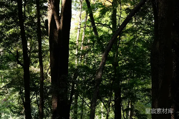 高清摄影 森林中的光影