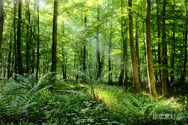 高清摄影 阳光穿透森林