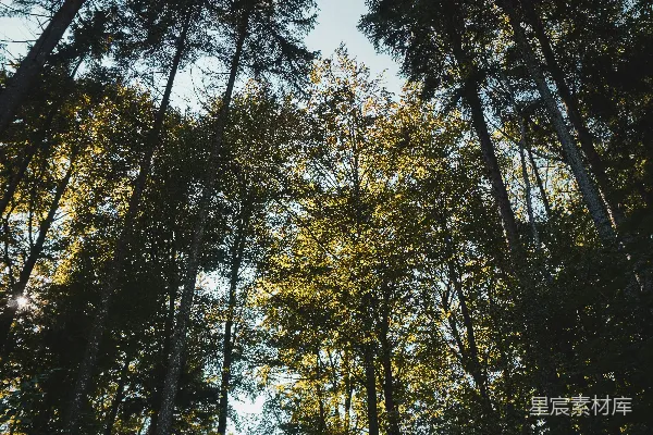 高清摄影 森林的光影