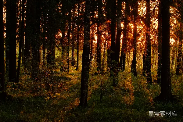 高清摄影 夕阳下的森林