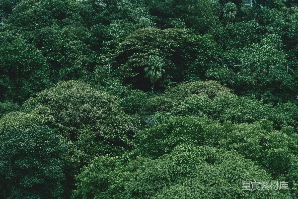 高清摄影 幽静的森林
