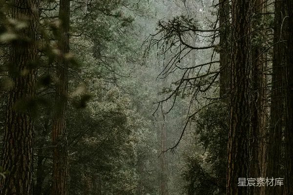 高清摄影 雨中的森林小径