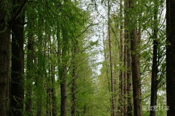 高清摄影 森林深处的宁静