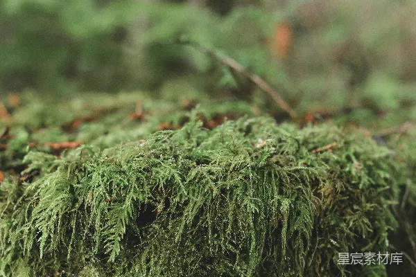高清摄影 森林中的苔藓