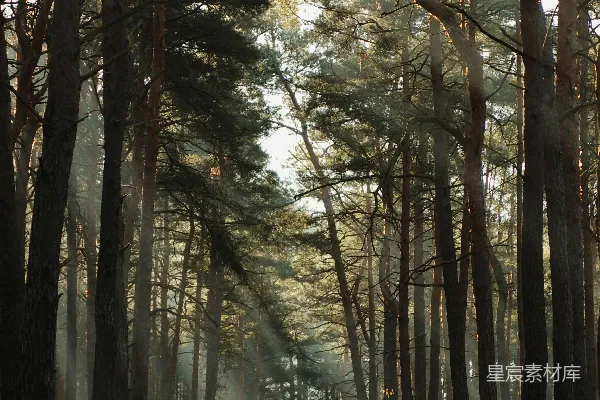 高清摄影 森林中的阳光