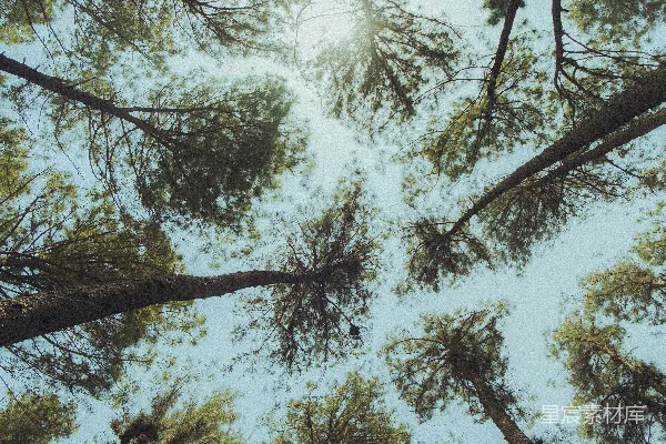 高清摄影 仰望松林的天空