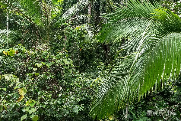 高清摄影 热带雨林的生机与繁茂