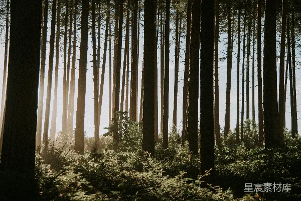 高清摄影 阳光穿过森林