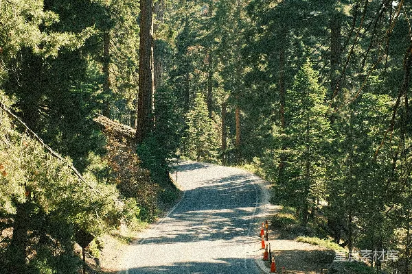 高清摄影 森林中的蜿蜒道路
