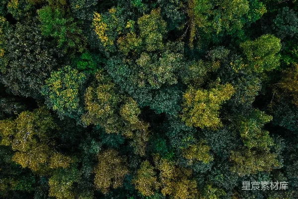 高清摄影 森林的航拍视角