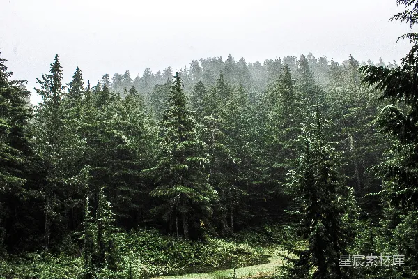 高清摄影 雨中的森林