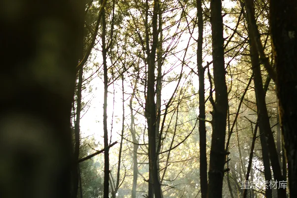 高清摄影 阳光穿透森林