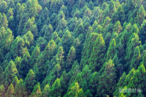 高清摄影 山间翠绿森林