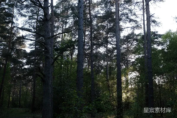 高清摄影 幽静森林