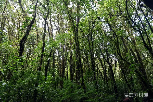 高清摄影 神秘的雨林深处