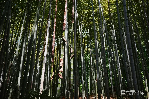 高清摄影 竹林深处的光影交错