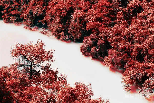 高清摄影 红色森林的河流