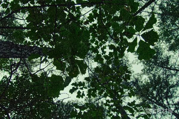 高清摄影 树梢下的宁静时光