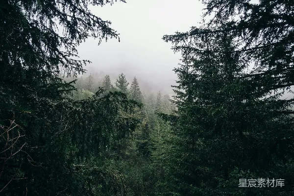 高清摄影 雾中森林
