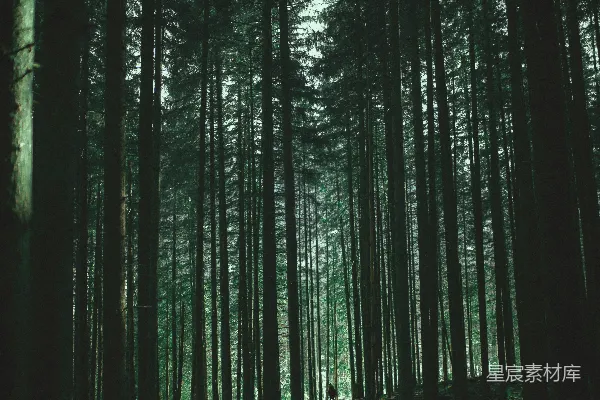高清摄影 森林深处的宁静