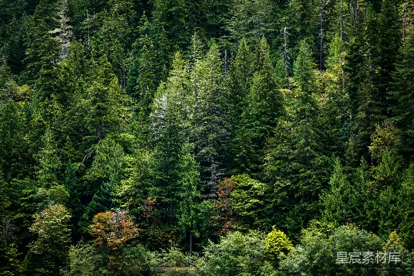 高清摄影 茂密的森林