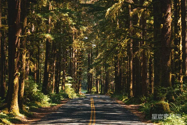 高清摄影 森林中的蜿蜒道路