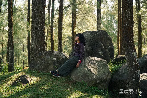 高清摄影 森林中的宁静时光