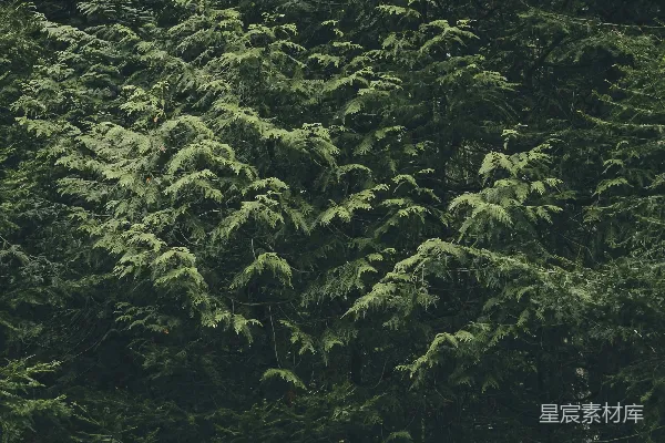 高清摄影 幽静的森林