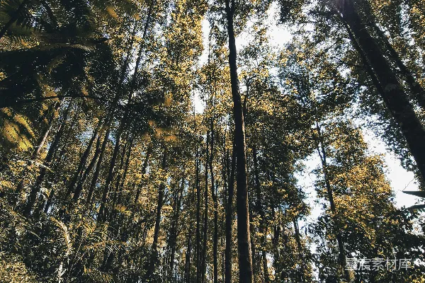 高清摄影 阳光穿透森林