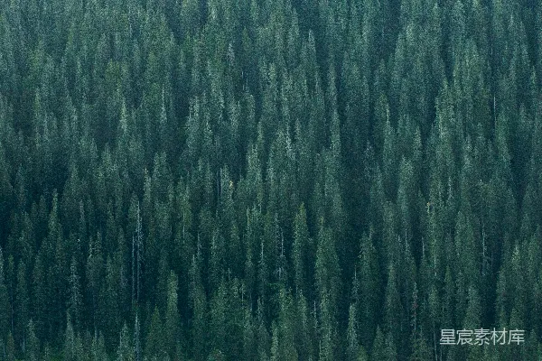 高清摄影 森林的宁静