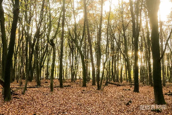 高清摄影 阳光穿透森林的景象