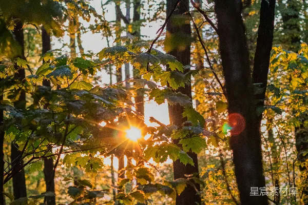 高清摄影 阳光穿透森林