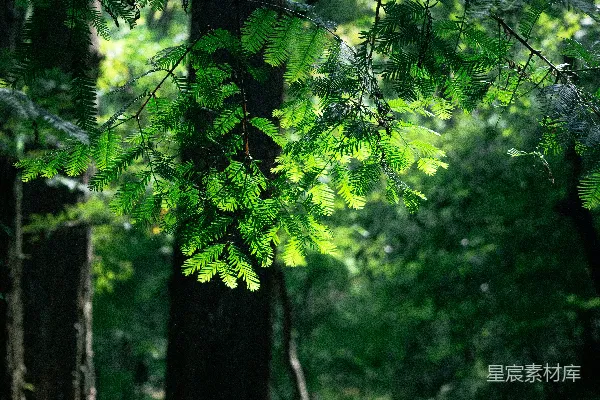 高清摄影 森林中的阳光与绿叶