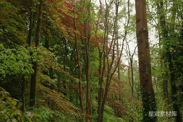 高清摄影 秋日森林的静谧之美
