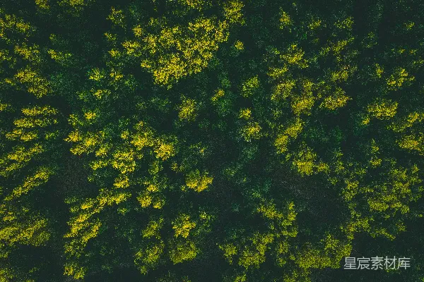 高清摄影 俯瞰森林的景象