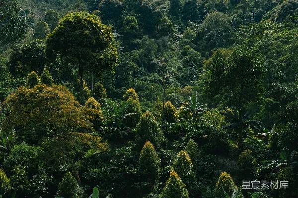高清摄影 茂密的热带雨林