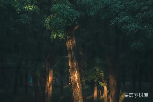 高清摄影 晨光透过树梢