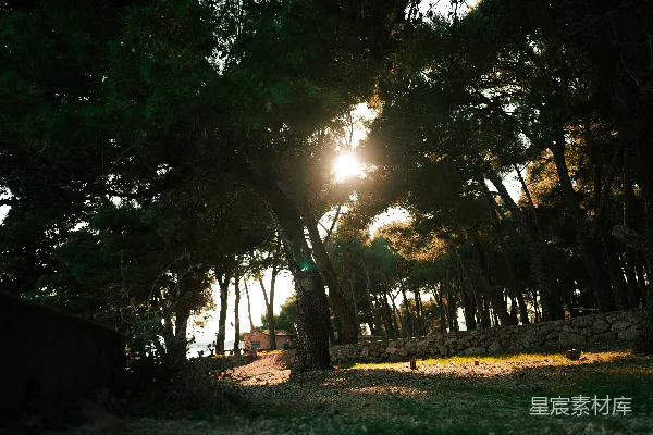 高清摄影 夕阳透过松树林