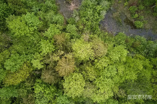 高清摄影 俯瞰森林