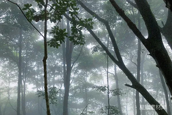 高清摄影 雾中森林