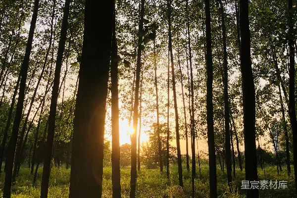 高清摄影 夕阳透过树林
