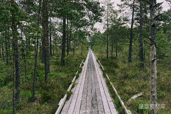 高清摄影 森林中的木制步道
