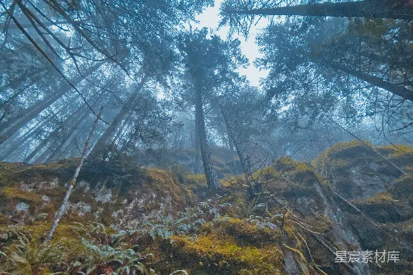 高清摄影 雾中的森林