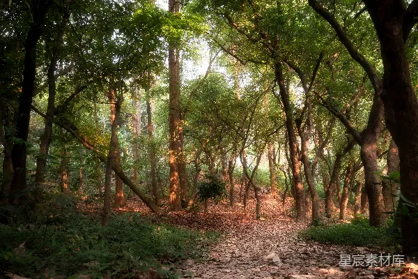 高清摄影 森林小径