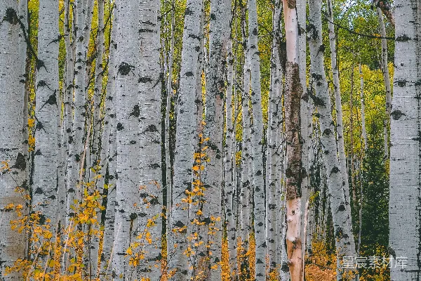 高清摄影 白桦林的秋色