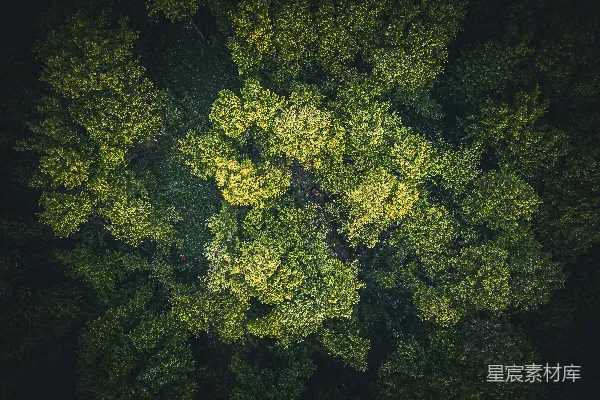 高清摄影 森林的鸟瞰