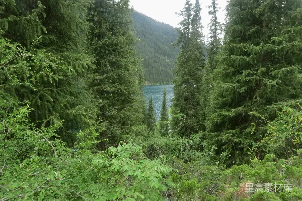 高清摄影 森林中的湖景