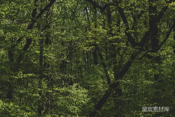 高清摄影 森林中的心形剪影